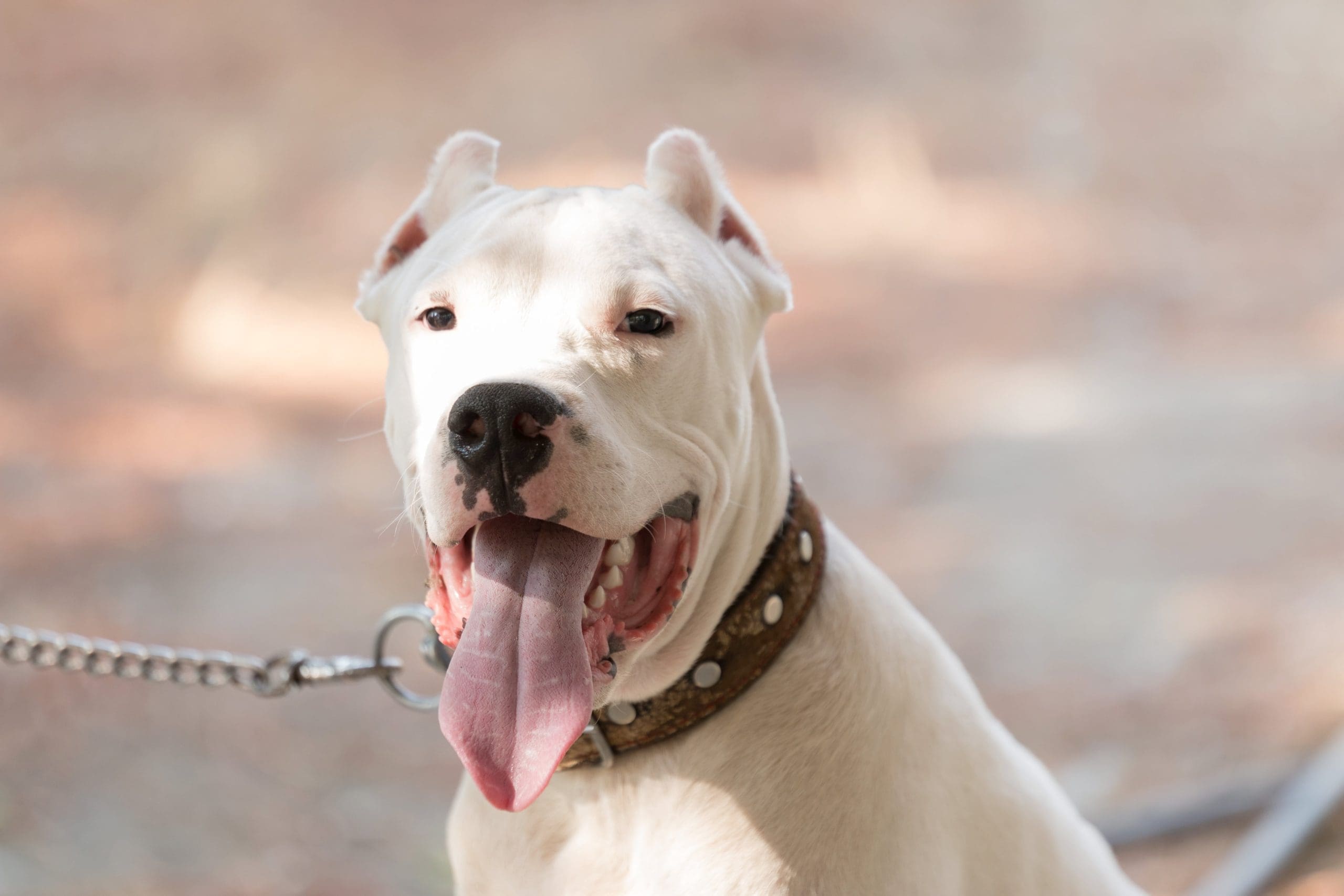White dog on a lead wearing a collar, sitting outdoors with its mouth open and tongue out.